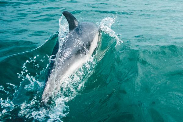 dolffin yn neidio allan o'r môr