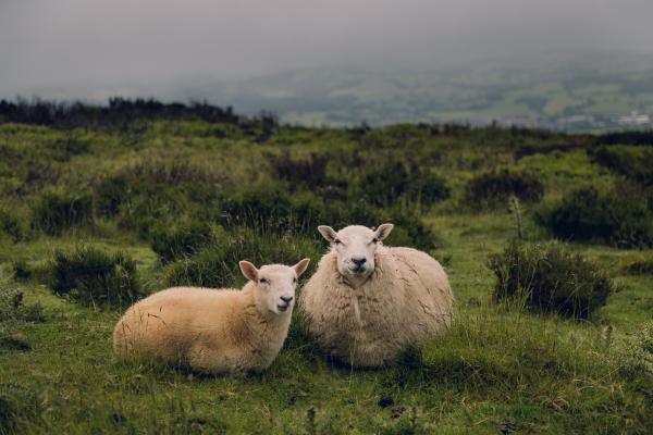 dwy ddafad ar fynydd